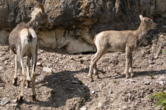 Ovis dalli stonei