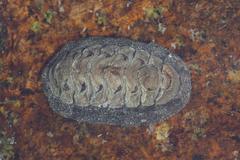 Liolophura japonica image