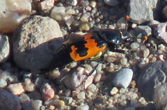 Nicrophorus marginatus