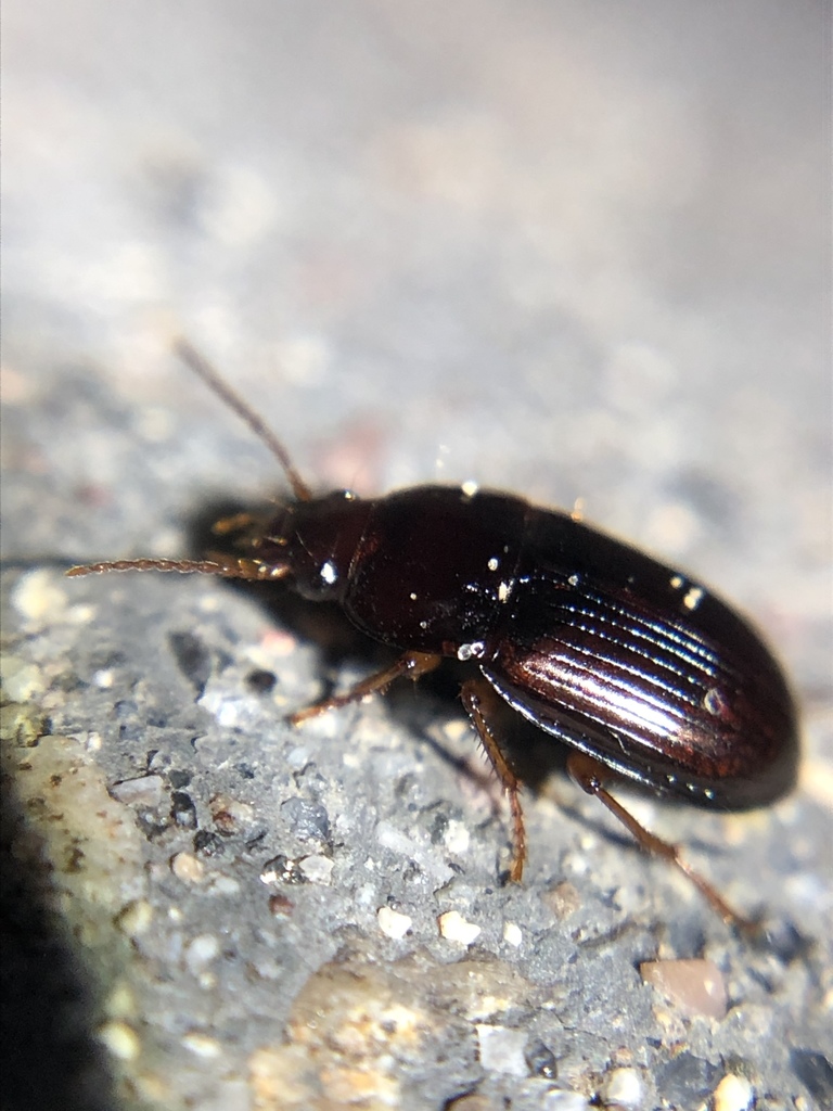 Red Harp Ground Beetle