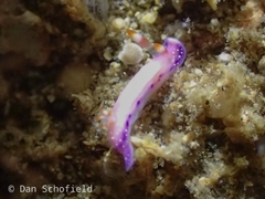 Hypselodoris