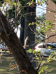 Mimus polyglottos