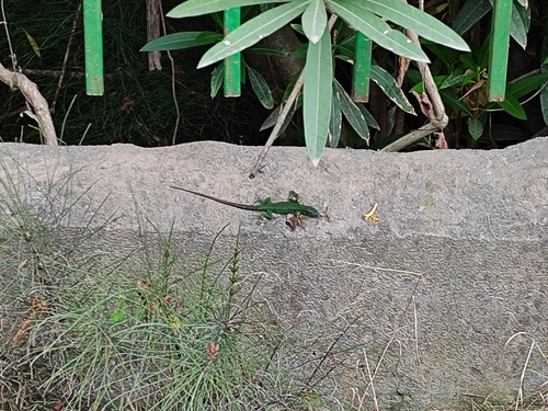Caspian Sea Rock Lizard, Darevskia caspica
