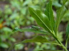 Draeculacephala inscripta