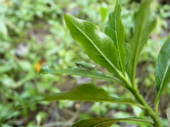 Draeculacephala inscripta