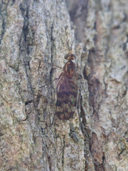 Sylvicola dubius