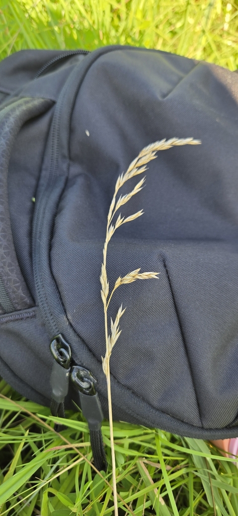 Poa pratensis