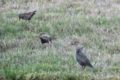 Sturnus vulgaris