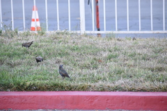 Sturnus vulgaris