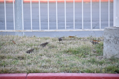 Sturnus vulgaris