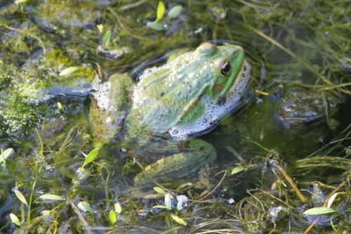 Iberian Green Frog, Guisande, Portugal, photo 10 of 10