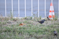 Sturnus vulgaris