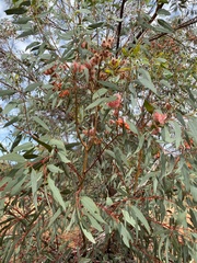Eucalyptus torquata