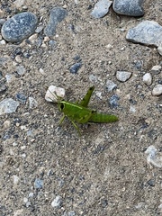 Schistocerca alutacea