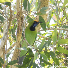 Chloropsis aurifrons