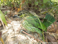 Psilopogon faiostrictus