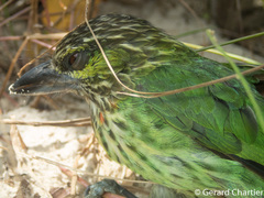 Psilopogon faiostrictus