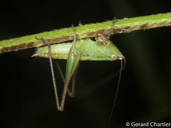 Conocephalus melaenus