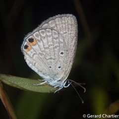 Euchrysops cnejus cnejus
