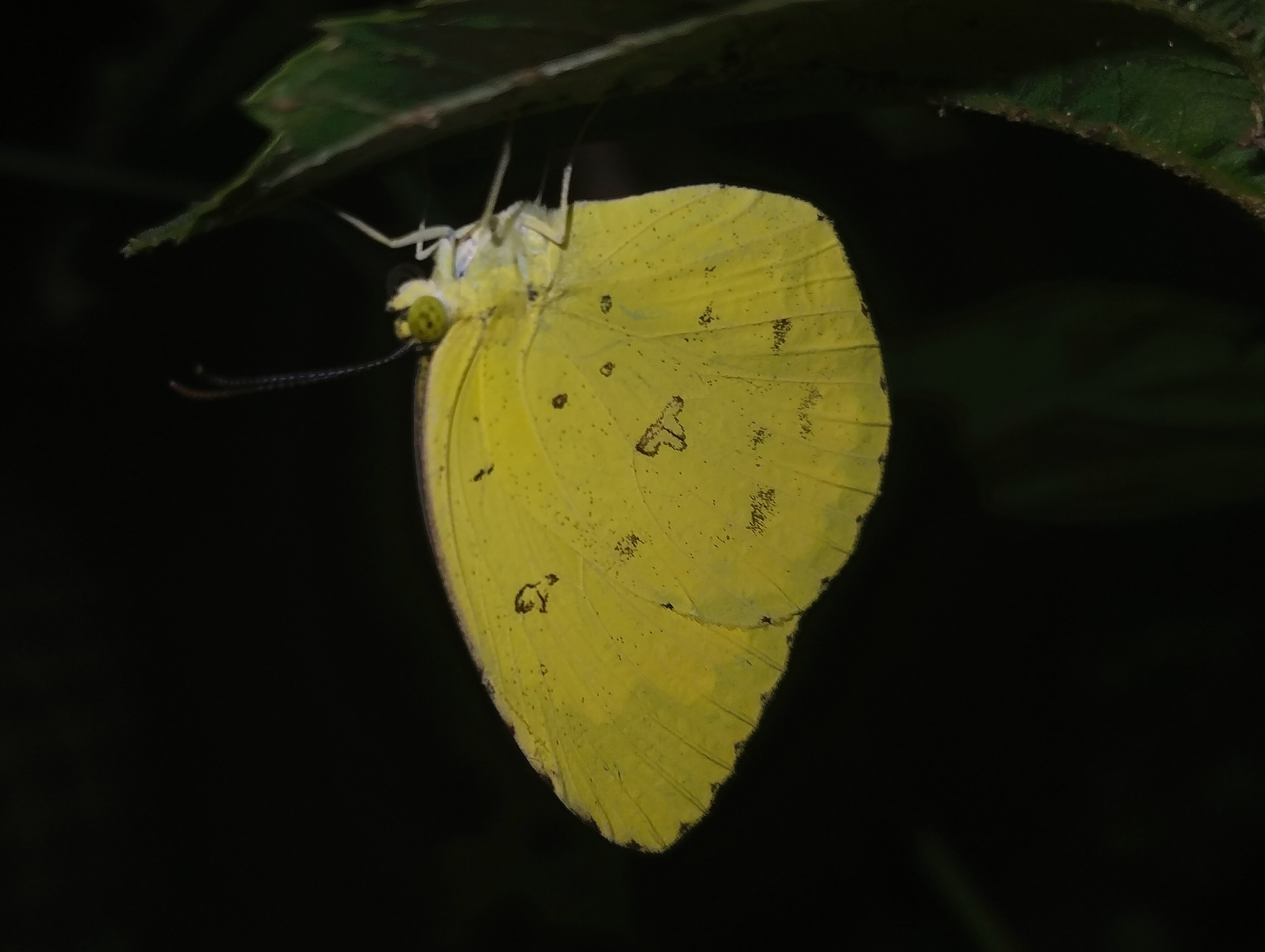Common Grass Yellow