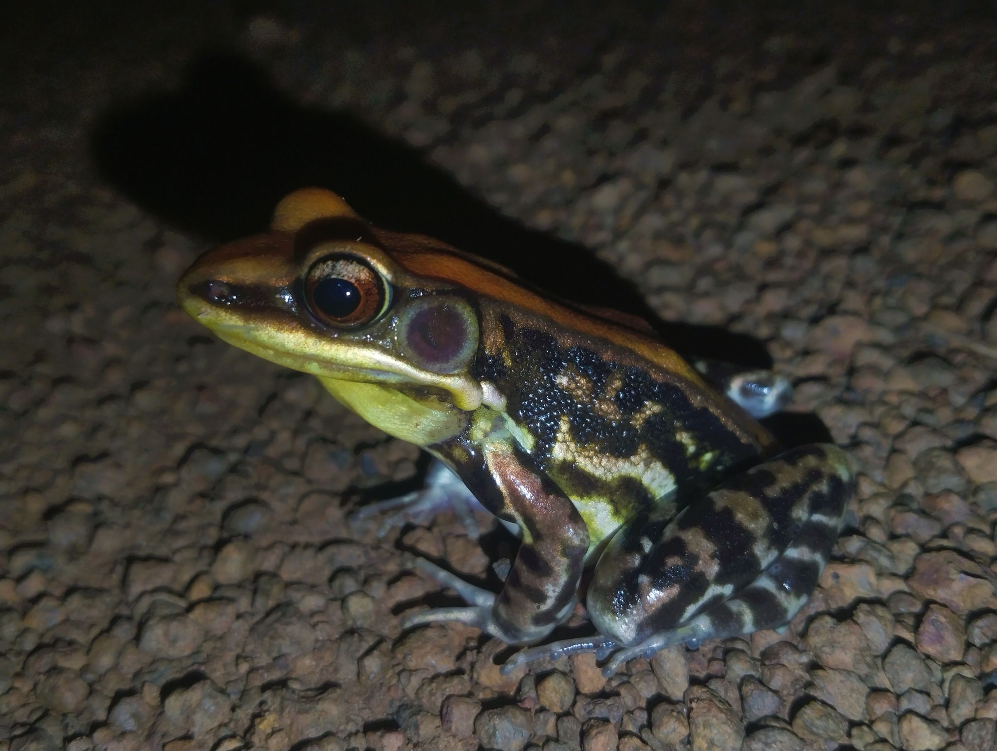 Wide-Range Fungoid Frog