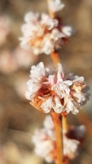 Eriogonum roseum