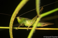 Conocephalus melaenus