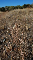 Eriogonum roseum