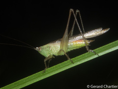 Conocephalus melaenus