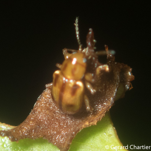 Genus Cleoporus · iNaturalist