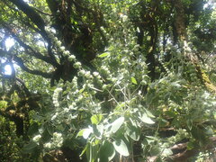 Sideritis lotsyi