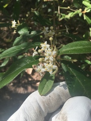 Asterolasia correifolia