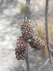 Allocasuarina rupicola