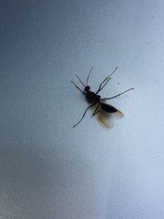Formicidae