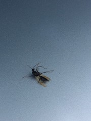 Formicidae