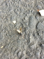 Formicidae