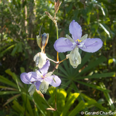 Murdannia macrocarpa