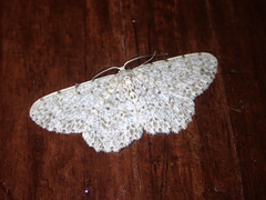 Catoria sublavaria