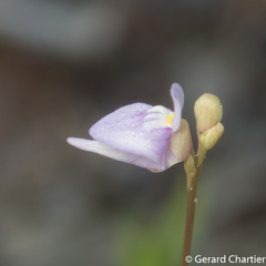 Utricularia caerulea