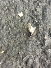 Formicidae