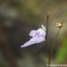Utricularia geoffrayi - Photo (c) Gerard Chartier, algunos derechos reservados (CC BY)