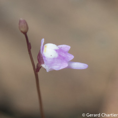 Utricularia geoffrayi