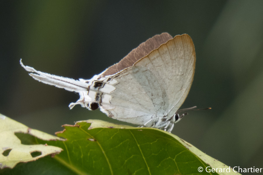 Common Imperial