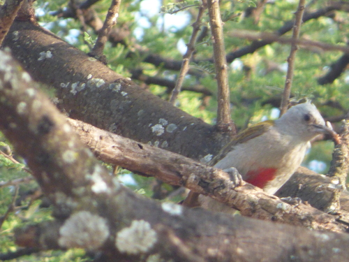 Eastern Grey Woodpecker (Dendropicos spodocephalus), photo 2