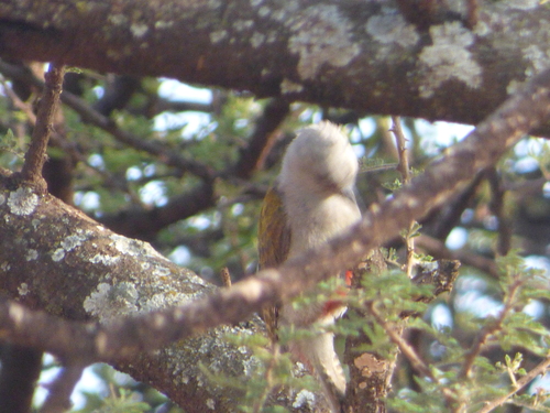 Eastern Grey Woodpecker (Dendropicos spodocephalus), photo 3