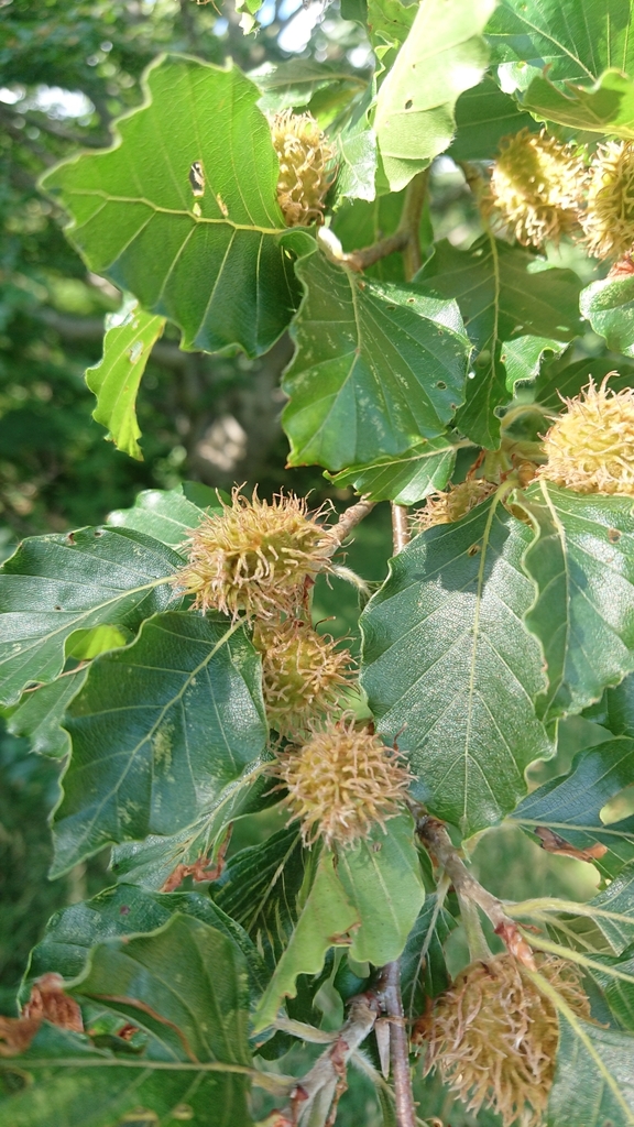 Fagus