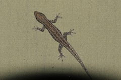 Lygodactylus bradfieldi