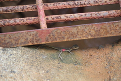 Basiliscus galeritus