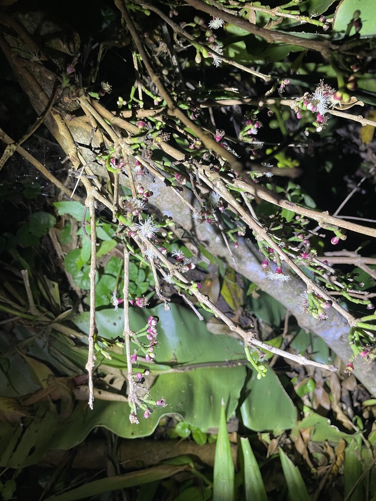 Plantae