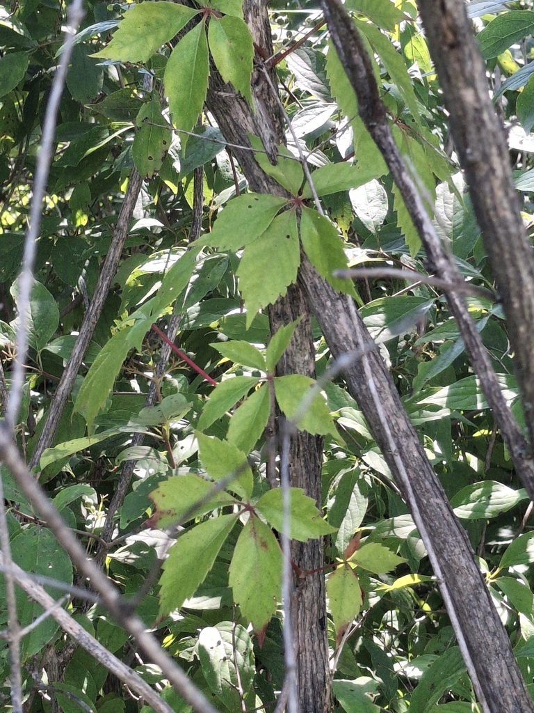 Hedera